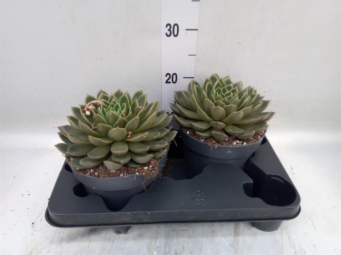 <h4>Echeveria ...not flowering</h4>