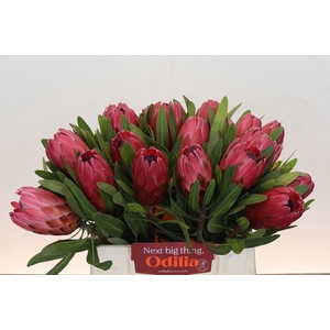 Protea Red Ice