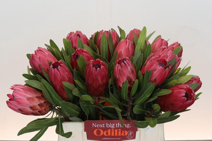 <h4>Protea Red Ice</h4>