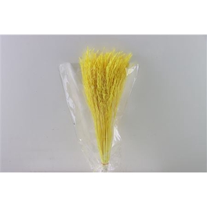 Dried Rice Grass Yellow Bunch Slv
