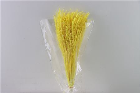 <h4>Dried Rice Grass Yellow Bunch Slv</h4>