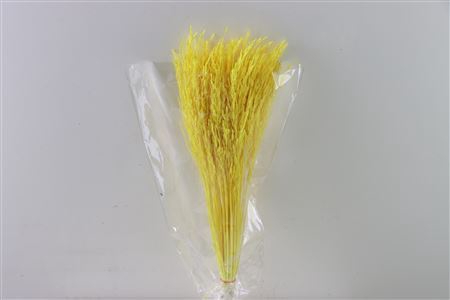 Dried Rice Grass Yellow Bunch Slv