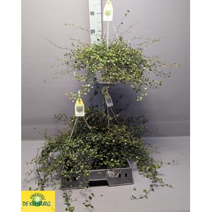 MUEHLENBECK CO MAORI