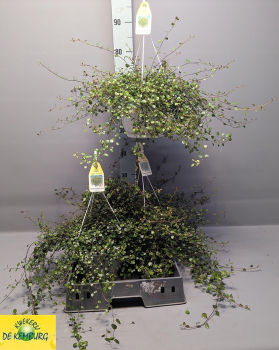 <h4>MUEHLENBECK CO MAORI</h4>