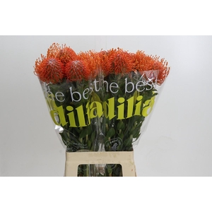 Nutans Ayoba Mandarin Zest