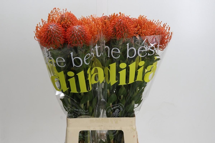 Nutans Ayoba Mandarin Zest