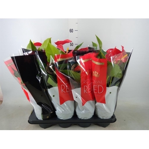 Anthurium andr. 'Michigan'