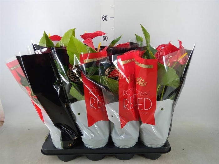 <h4>Anthurium andr. 'Michigan'</h4>