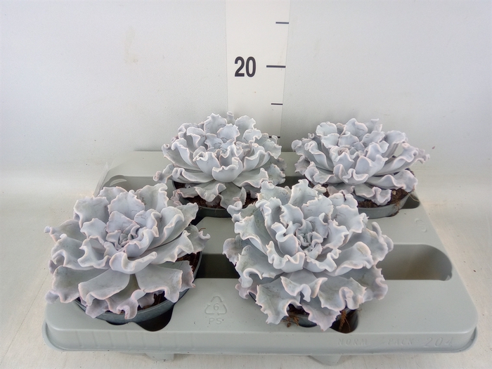 <h4>Echeveria   ...</h4>
