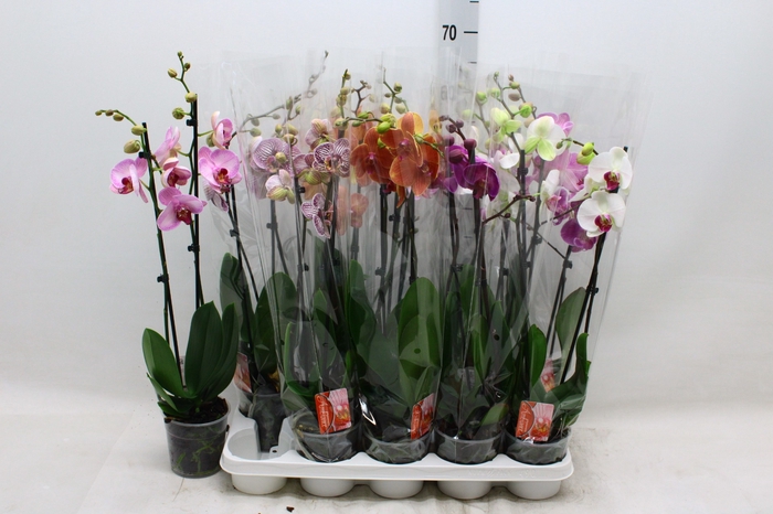 <h4>PHAL GEM 7 KL</h4>