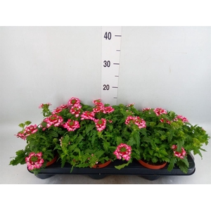 Verbena  'Magelana Pink Swirl'