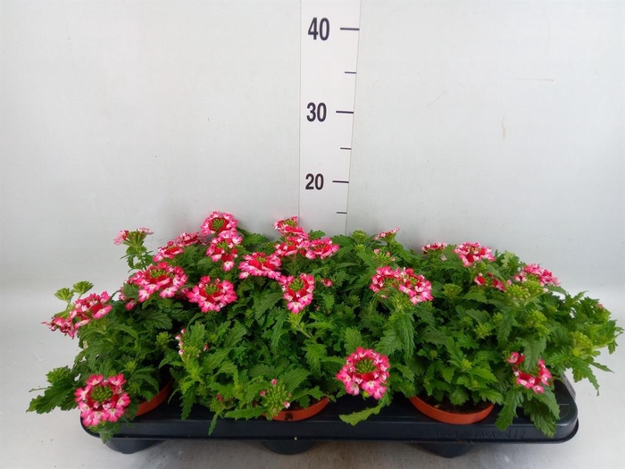 <h4>Verbena  'Magelana Pink Swirl'</h4>