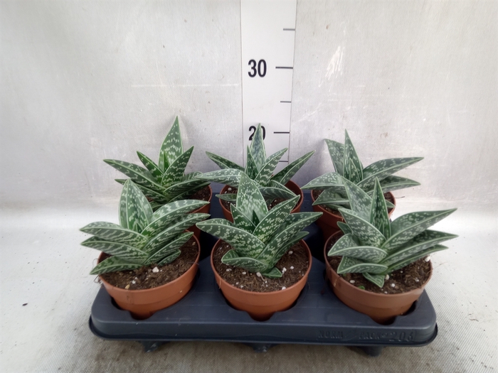 Aloe variegata