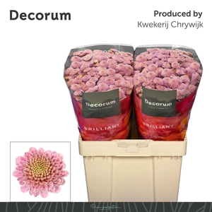 Chr San Ellison Sweet