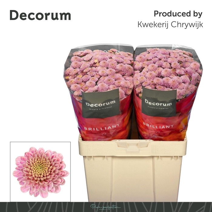 <h4>Chr San Ellison Sweet</h4>