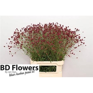Sanguisorba Officina