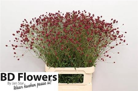 <h4>Sanguisorba Officina</h4>