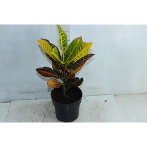 CROTON HIBRIDO PETRA P17