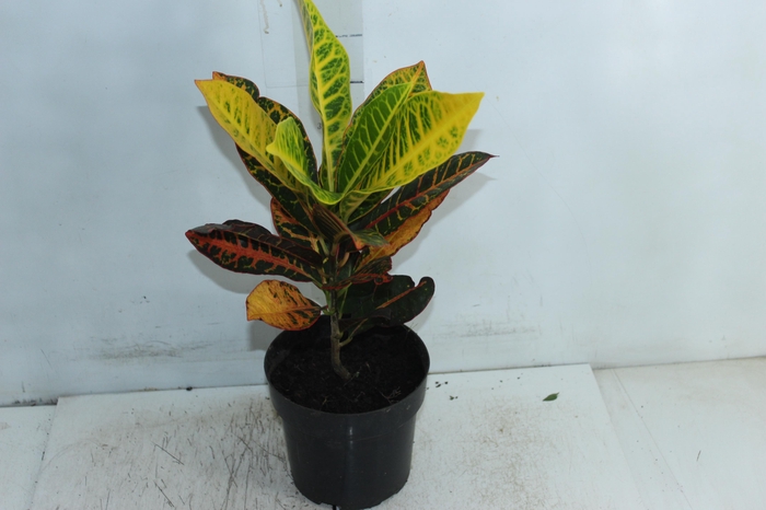 <h4>CROTON HIBRIDO PETRA P17</h4>
