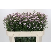Aster Baby Pink Pearl