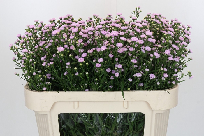 <h4>Aster Baby Pink Pearl</h4>