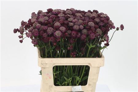 <h4>Astrantia Mag Diamonds Red</h4>