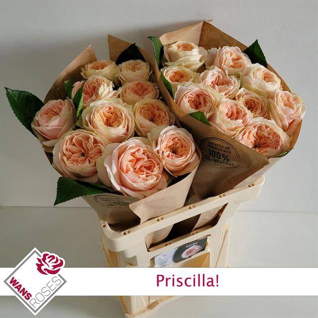 Rosa Garden Priscilla!