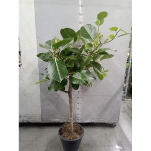 Ficus benghalensis