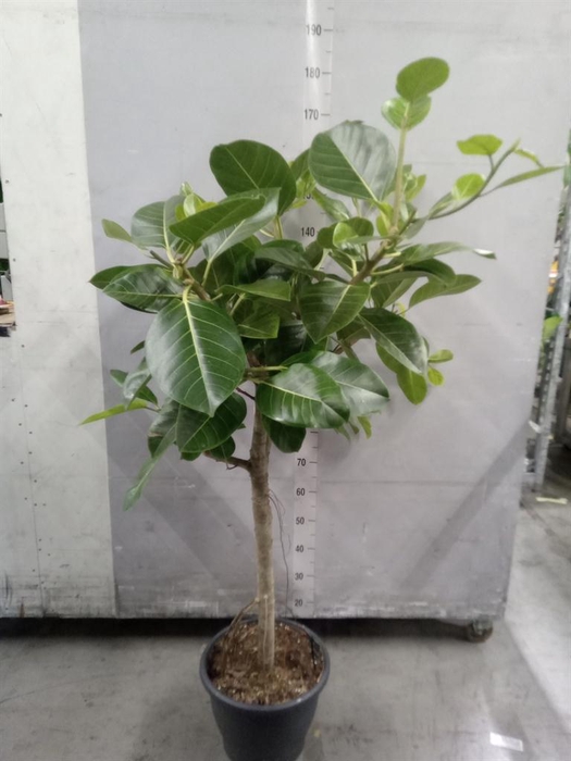 <h4>Ficus benghalensis</h4>