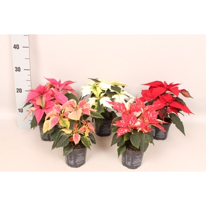 Poinsettia 10,5 cm Divers