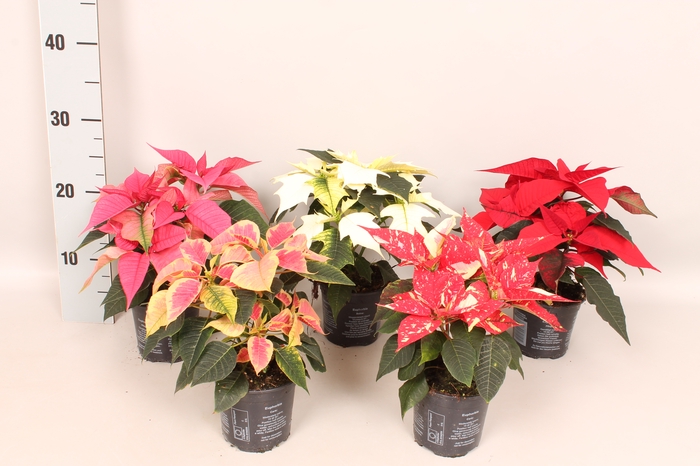 <h4>Poinsettia 10,5 cm Divers</h4>