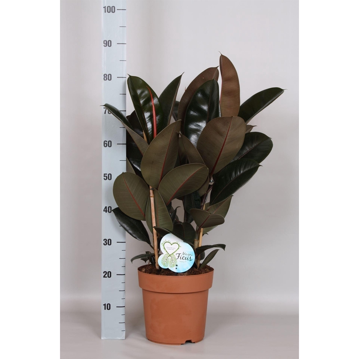 <h4>Ficus elastica 'Abidjan'</h4>
