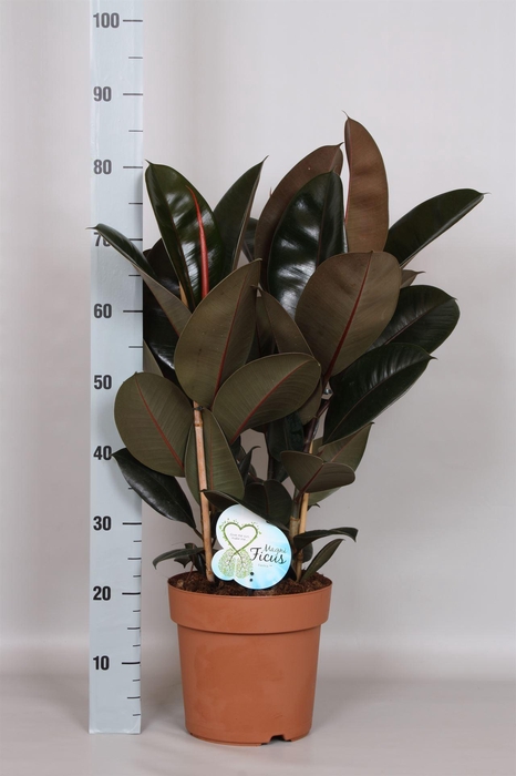 Ficus elastica 'Abidjan'