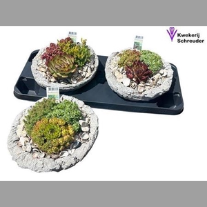Arr Tuinplanten Beton Rond