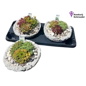 arr8 Arr Tuinplanten Beton Rond