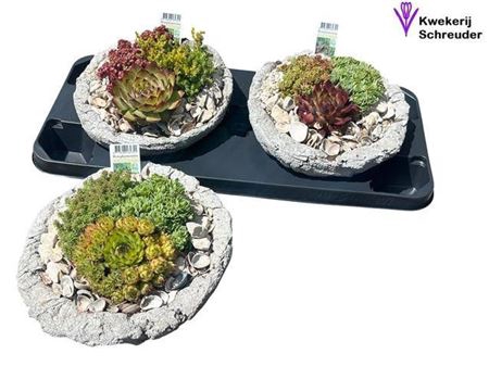 <h4>arr8 Arr Tuinplanten Beton Rond</h4>