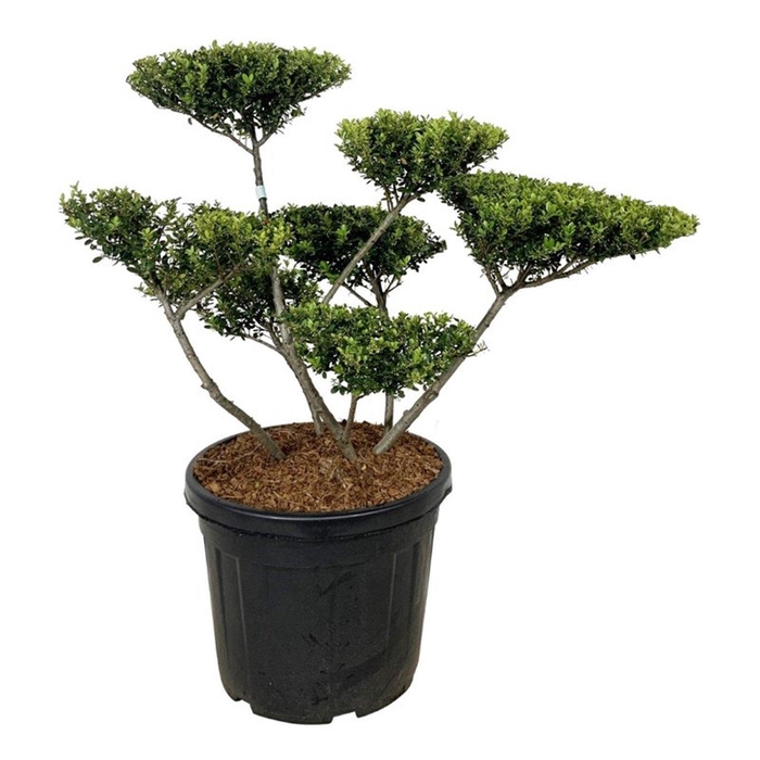 <h4>Ilex crenata 'Green Hedge'</h4>