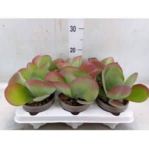 Kalanchoe NF thyrsiflora