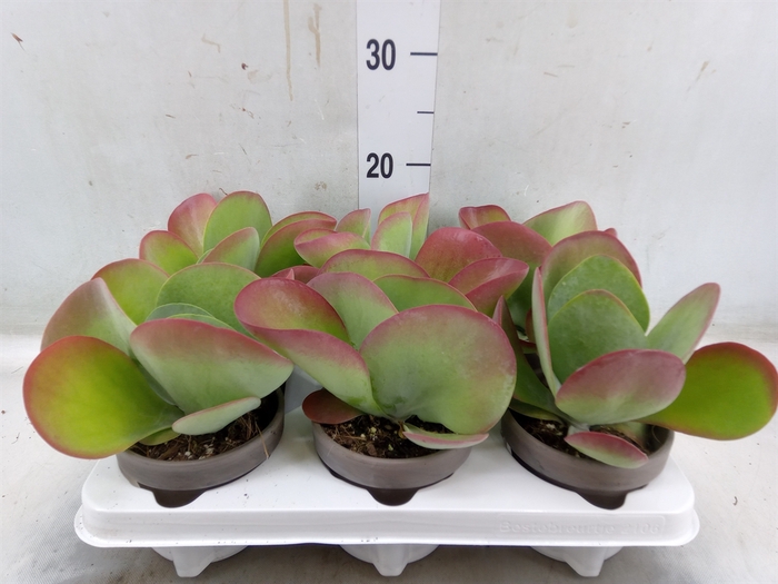 <h4>Kalanchoe NF thyrsiflora</h4>
