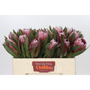 Protea Pink Ice