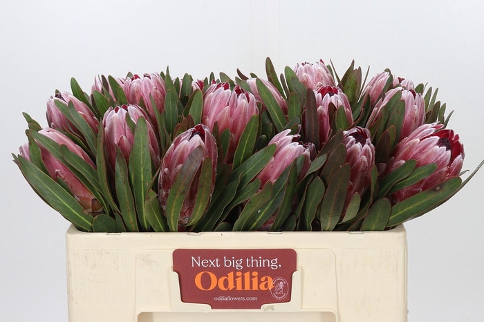 <h4>Protea Pink Ice</h4>