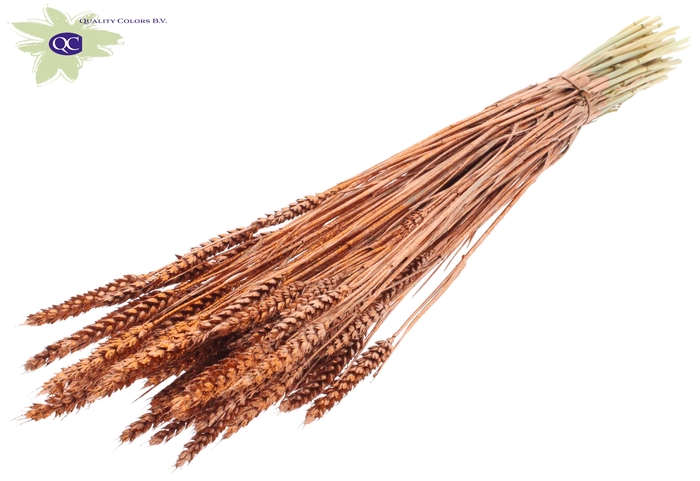 Triticum per bunch Copper + Glitter