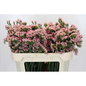 Limonium sinuatum Lucia Apricot+