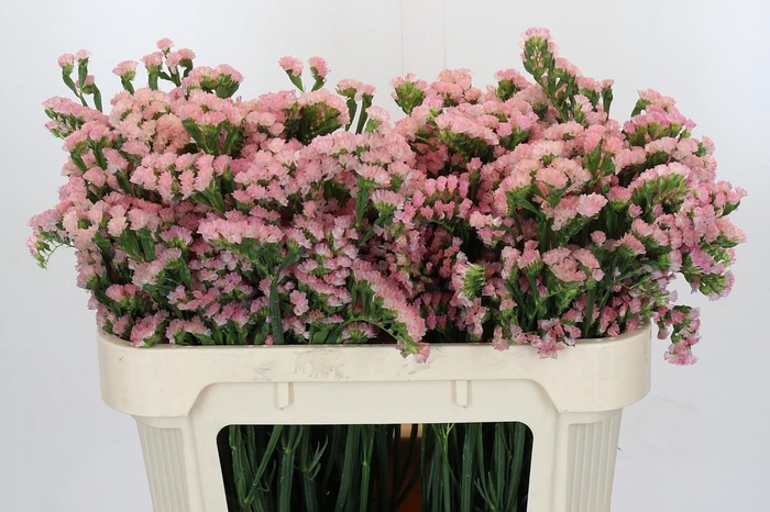 <h4>Limonium sinuatum Lucia Apricot+</h4>