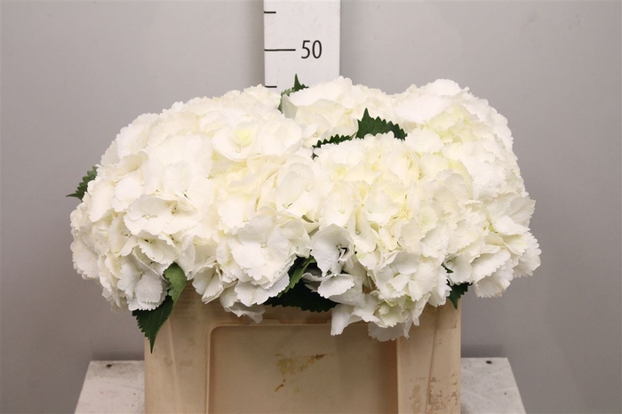 <h4>Hydr M Schneeball</h4>