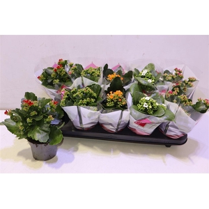 arr8 Kal En Gem 5 Kl