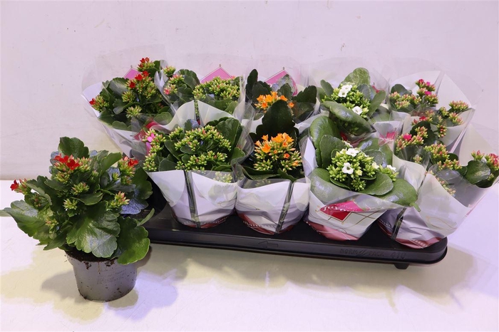 <h4>arr8 Kal En Gem 5 Kl</h4>