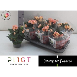 BEG DU HAILEY SUNSET