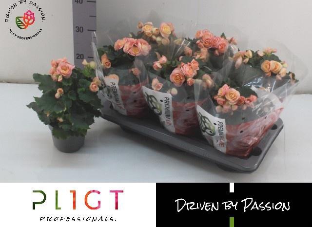 <h4>BEG DU HAILEY SUNSET</h4>