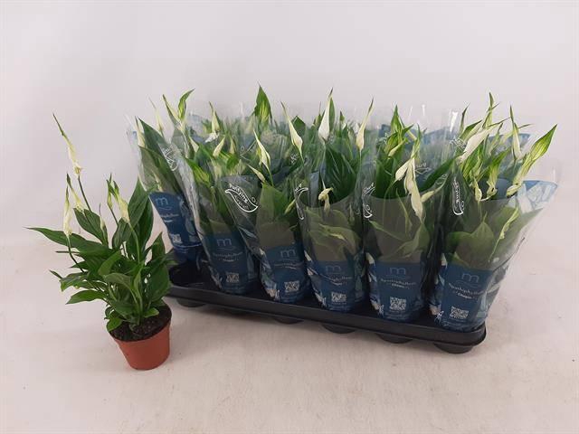 <h4>SPATH CHOPIN</h4>